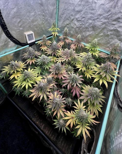 Green Crack. Week 9