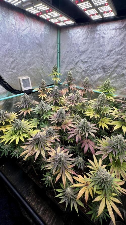 Green Crack. Week 9