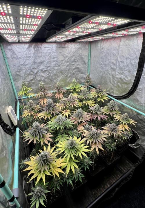 Green Crack. Week 9