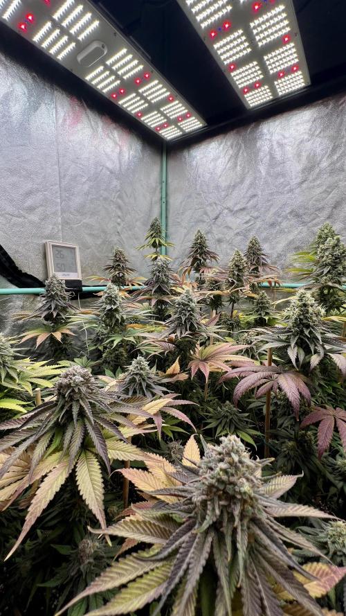 Green Crack. Week 9