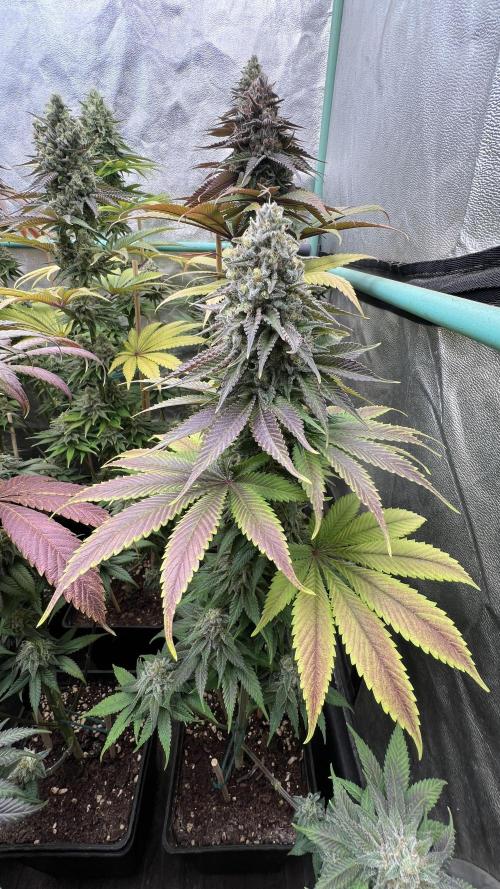Green Crack. Week 9