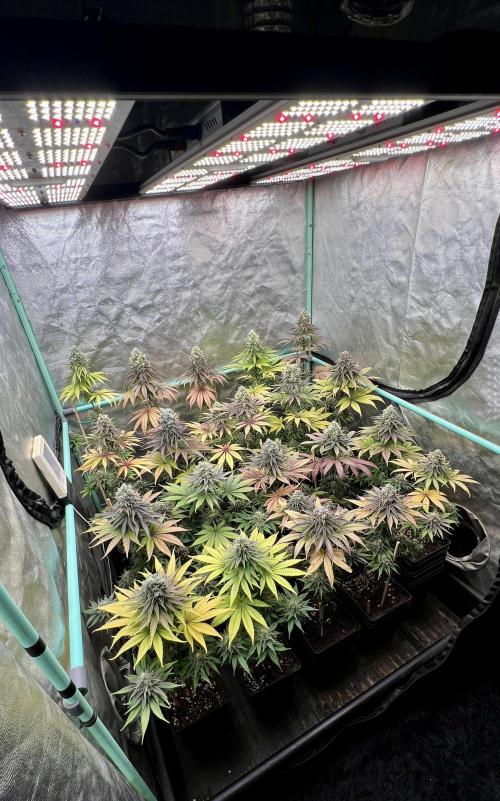 Green Crack. Week 9