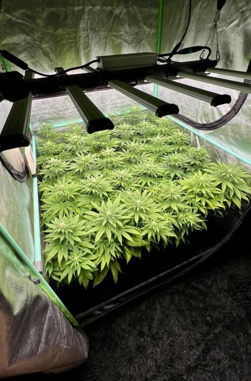 Apple Fritter. Week 7