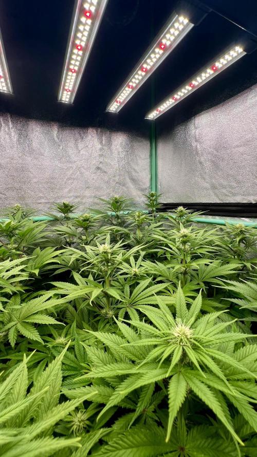 Apple Fritter. Week 7