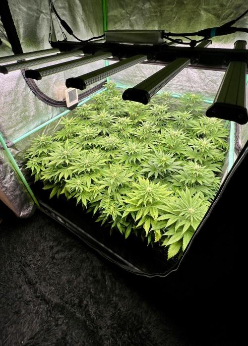 Apple Fritter. Week 7