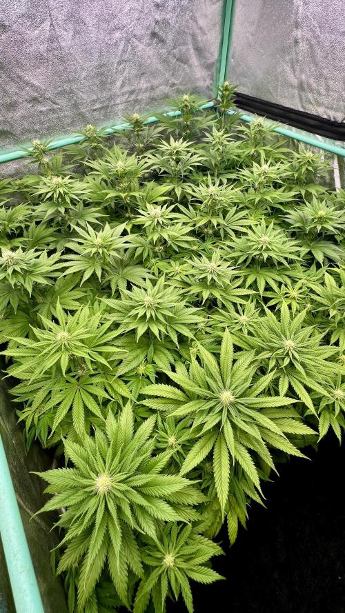 Apple Fritter. Week 7