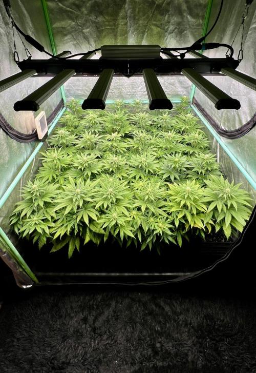 Apple Fritter. Week 7
