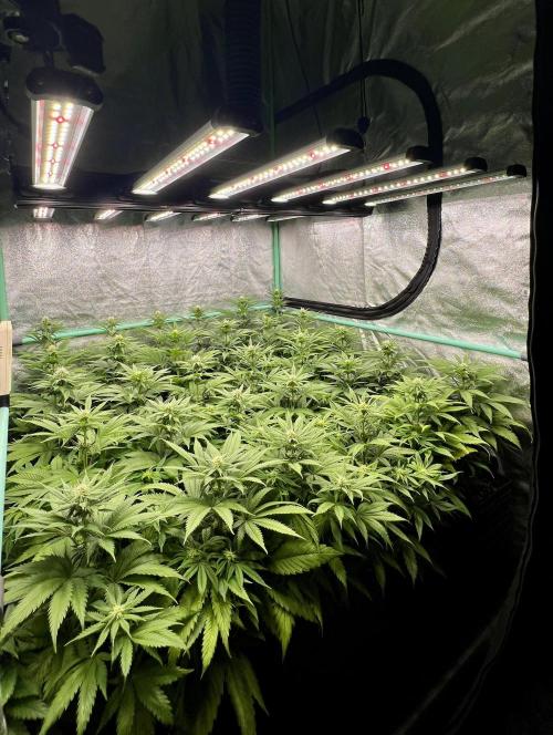 Apple Fritter. Week 7