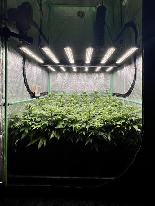 Apple Fritter. Week 7