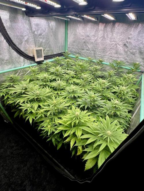 Apple Fritter. Week 7