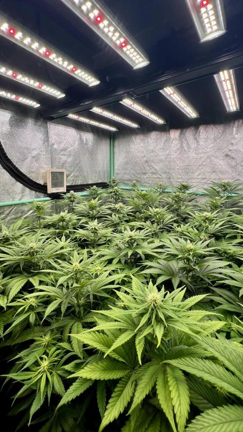 Apple Fritter. Week 7