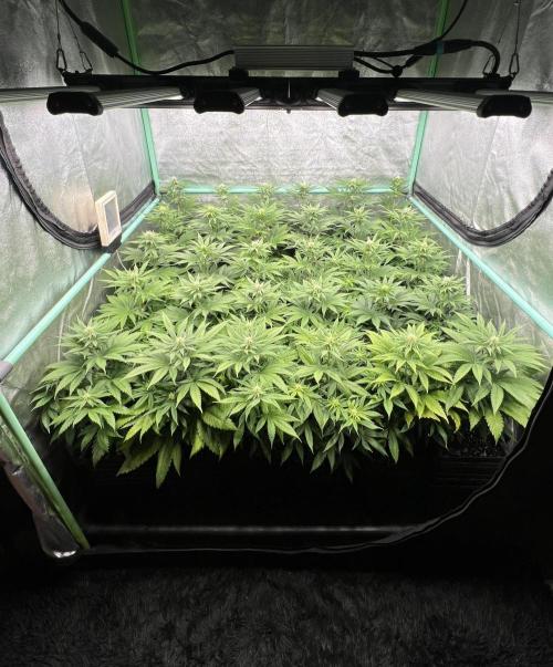 Apple Fritter. Week 7