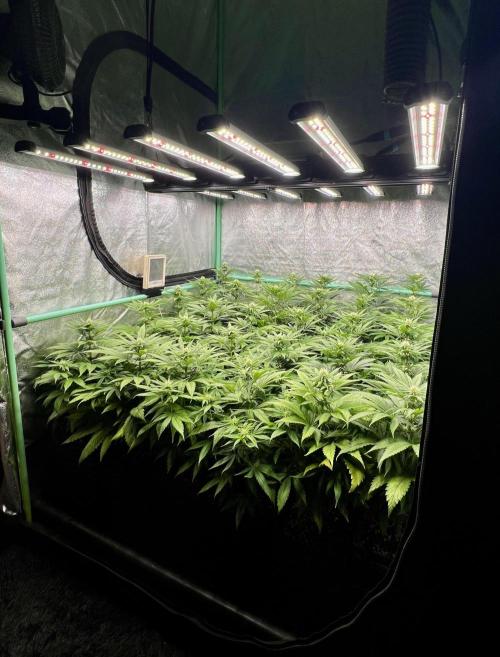 Apple Fritter. Week 7
