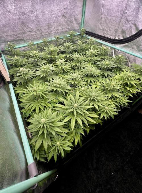 Apple Fritter. Week 7