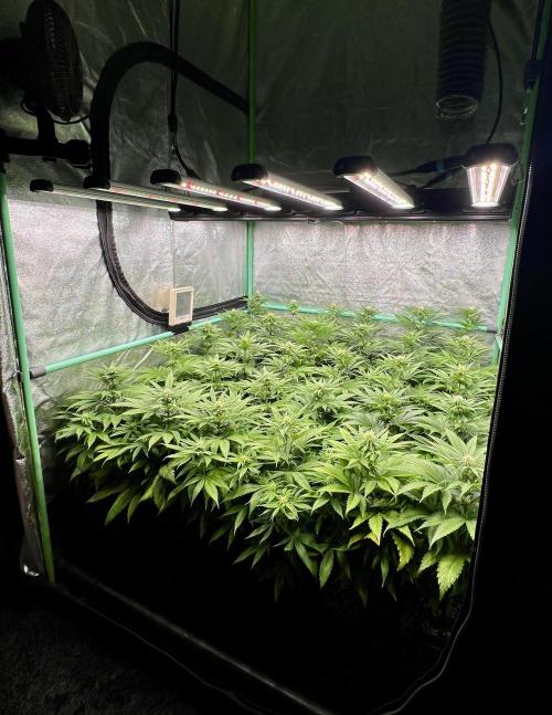 Apple Fritter. Week 7