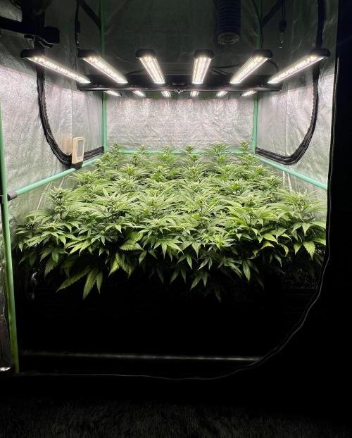 Apple Fritter. Week 7