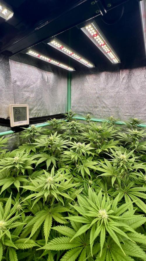 Apple Fritter. Week 7