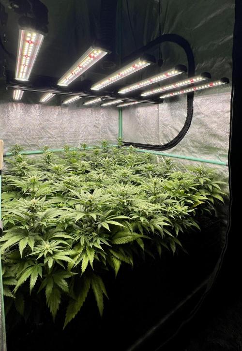 Apple Fritter. Week 7