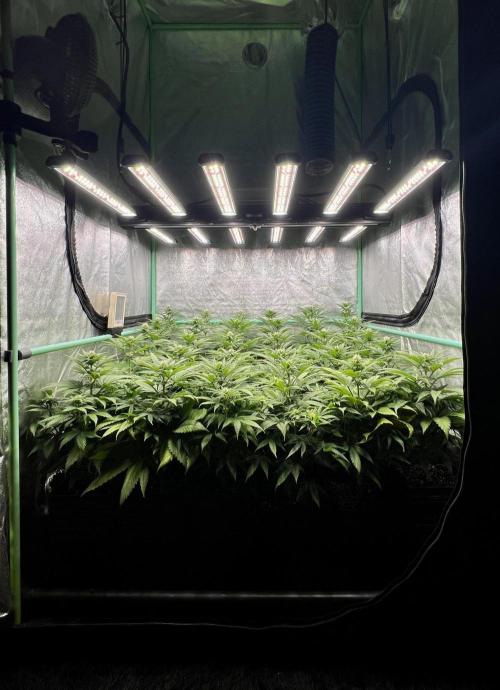 Apple Fritter. Week 7