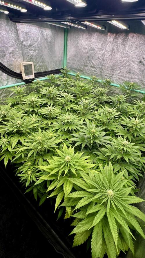 Apple Fritter. Week 7