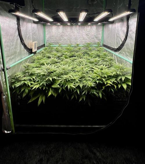 Apple Fritter. Week 7