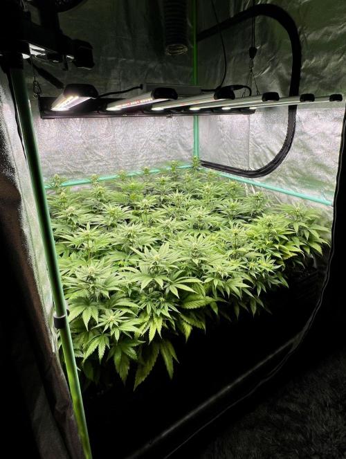 Apple Fritter. Week 7