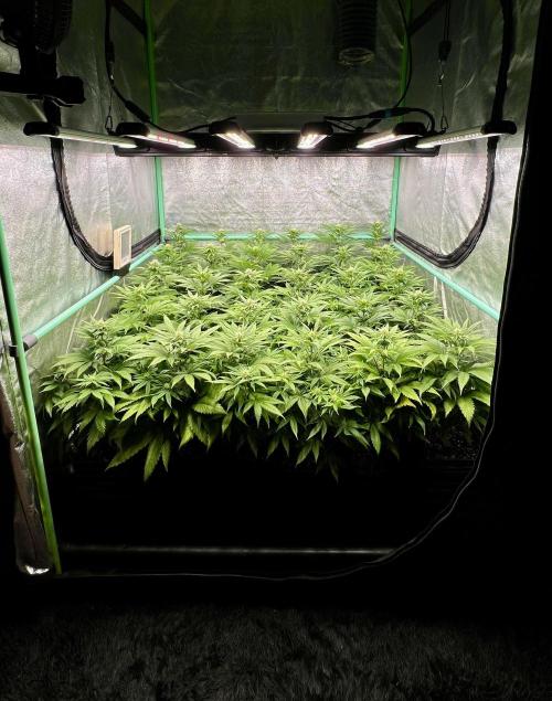 Apple Fritter. Week 7