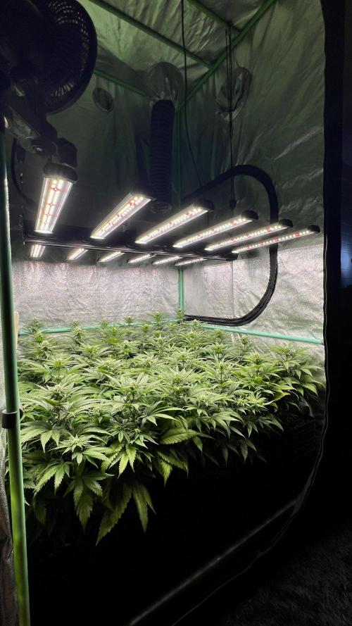 Apple Fritter. Week 7