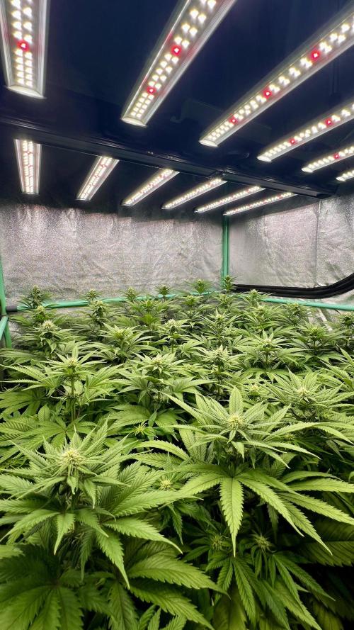 Apple Fritter. Week 7