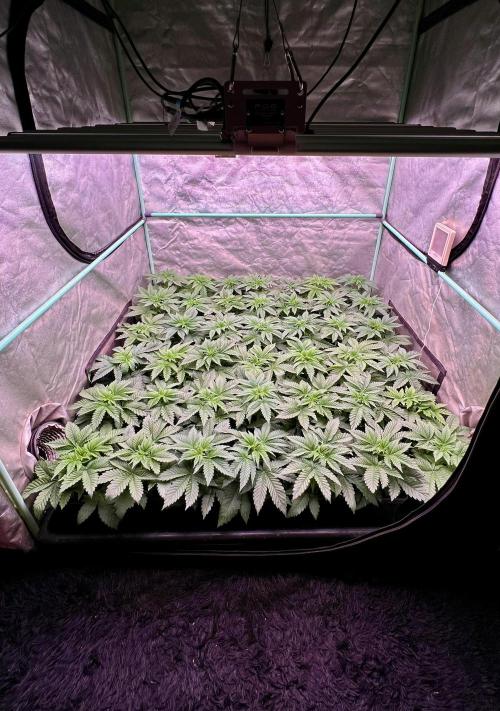 Gorilla Runtz. Week 3