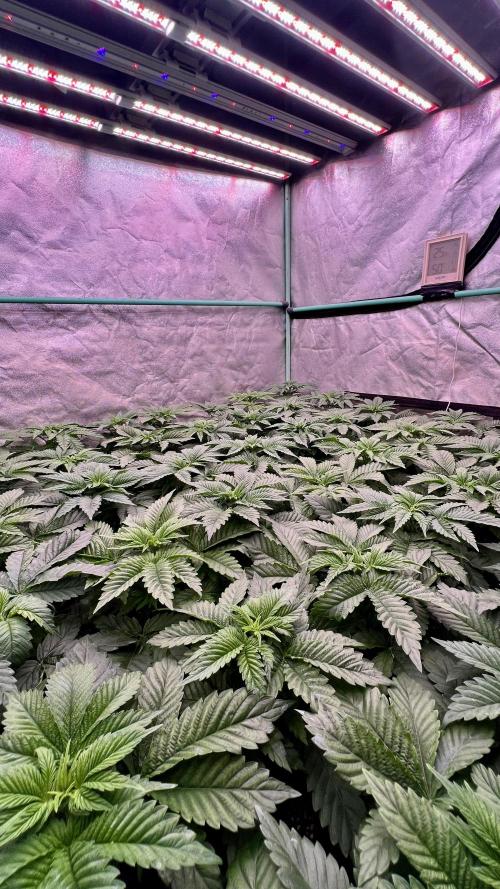 Gorilla Runtz. Week 3
