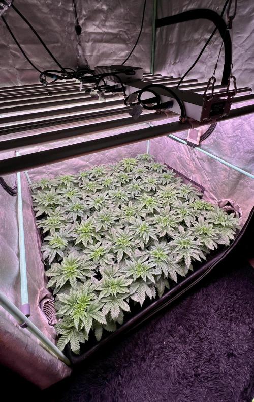 Gorilla Runtz. Week 3