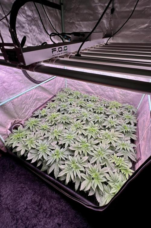 Gorilla Runtz. Week 3