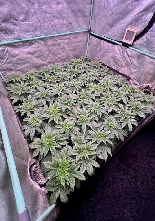 Gorilla Runtz. Week 3