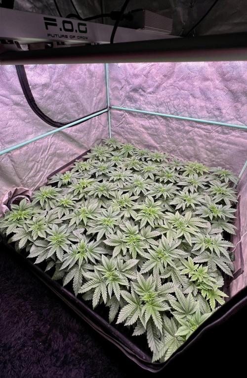 Gorilla Runtz. Week 3