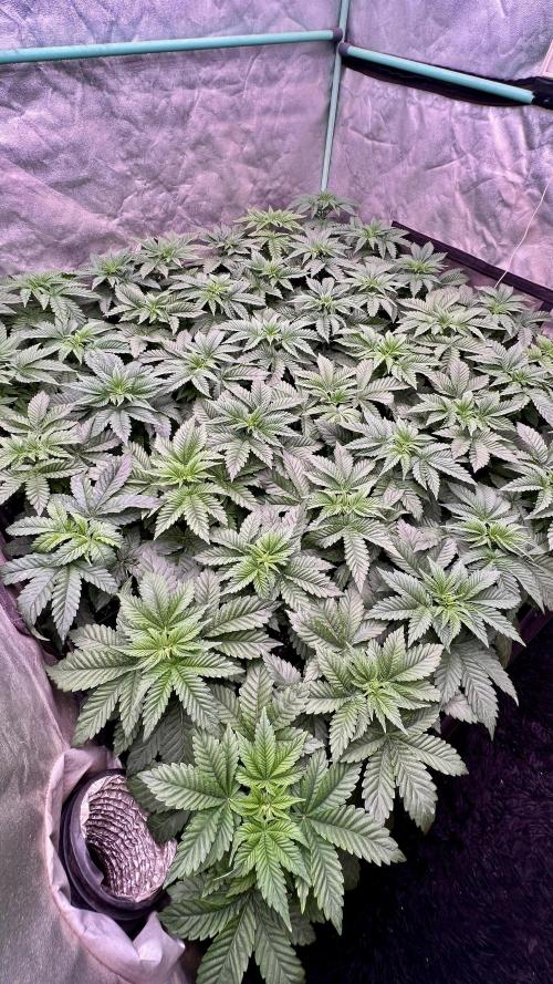 Gorilla Runtz. Week 3