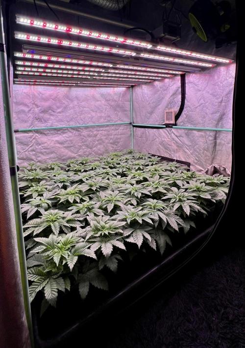Gorilla Runtz. Week 3