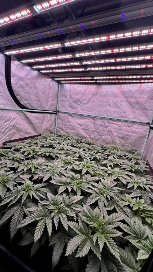 Gorilla Runtz. Week 3