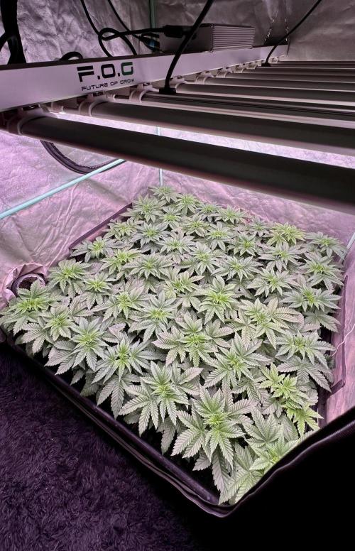 Gorilla Runtz. Week 3