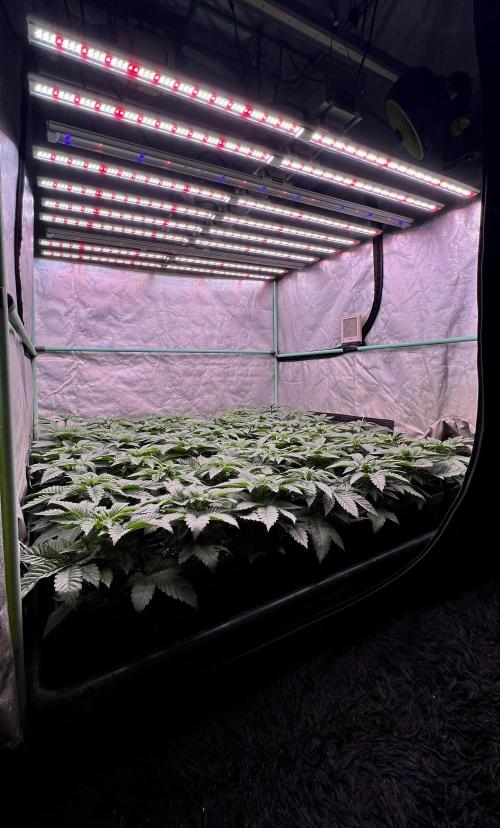 Gorilla Runtz. Week 3