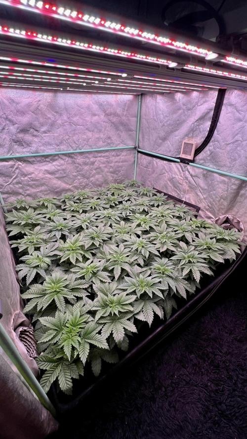 Gorilla Runtz. Week 3