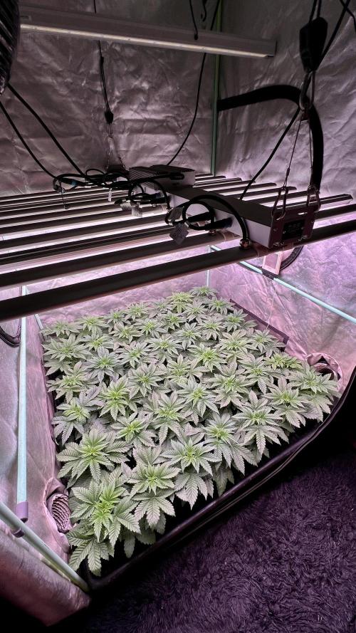 Gorilla Runtz. Week 3
