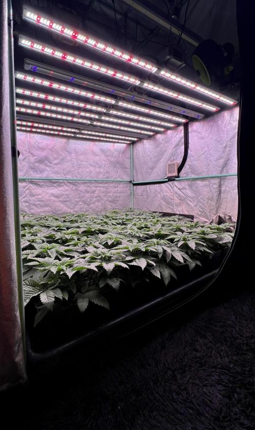 Gorilla Runtz. Week 3