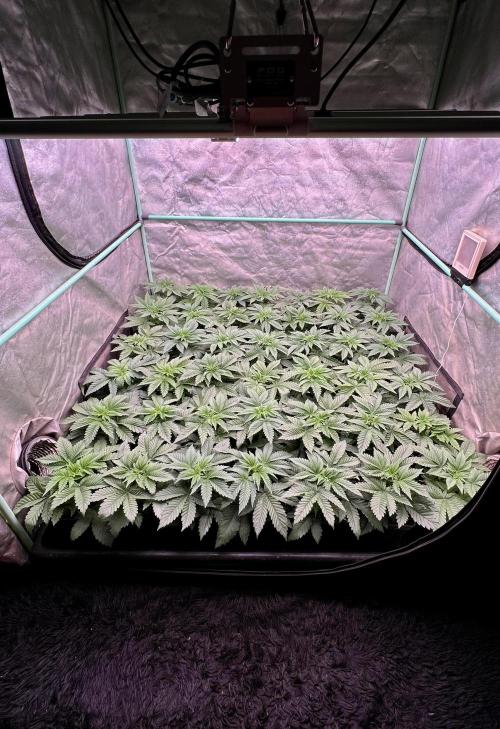 Gorilla Runtz. Week 3