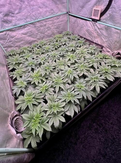 Gorilla Runtz. Week 3