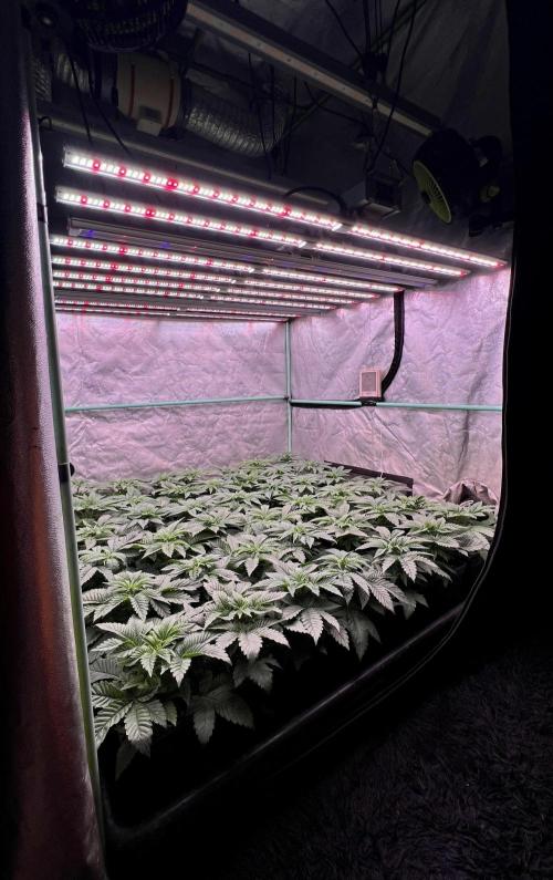 Gorilla Runtz. Week 3