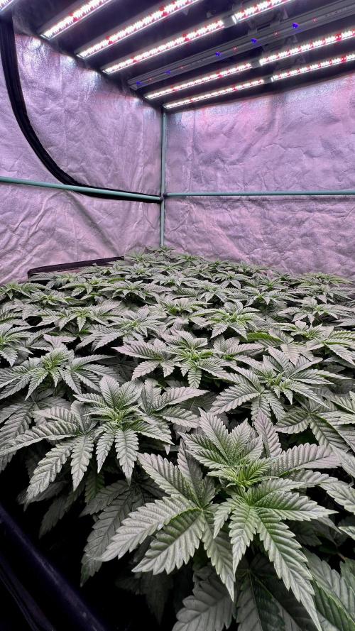 Gorilla Runtz. Week 3