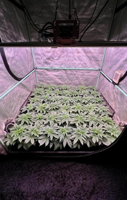 Gorilla Runtz. Week 3