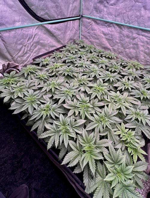 Gorilla Runtz. Week 3