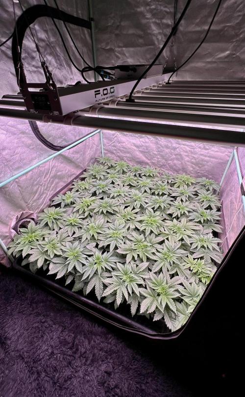 Gorilla Runtz. Week 3